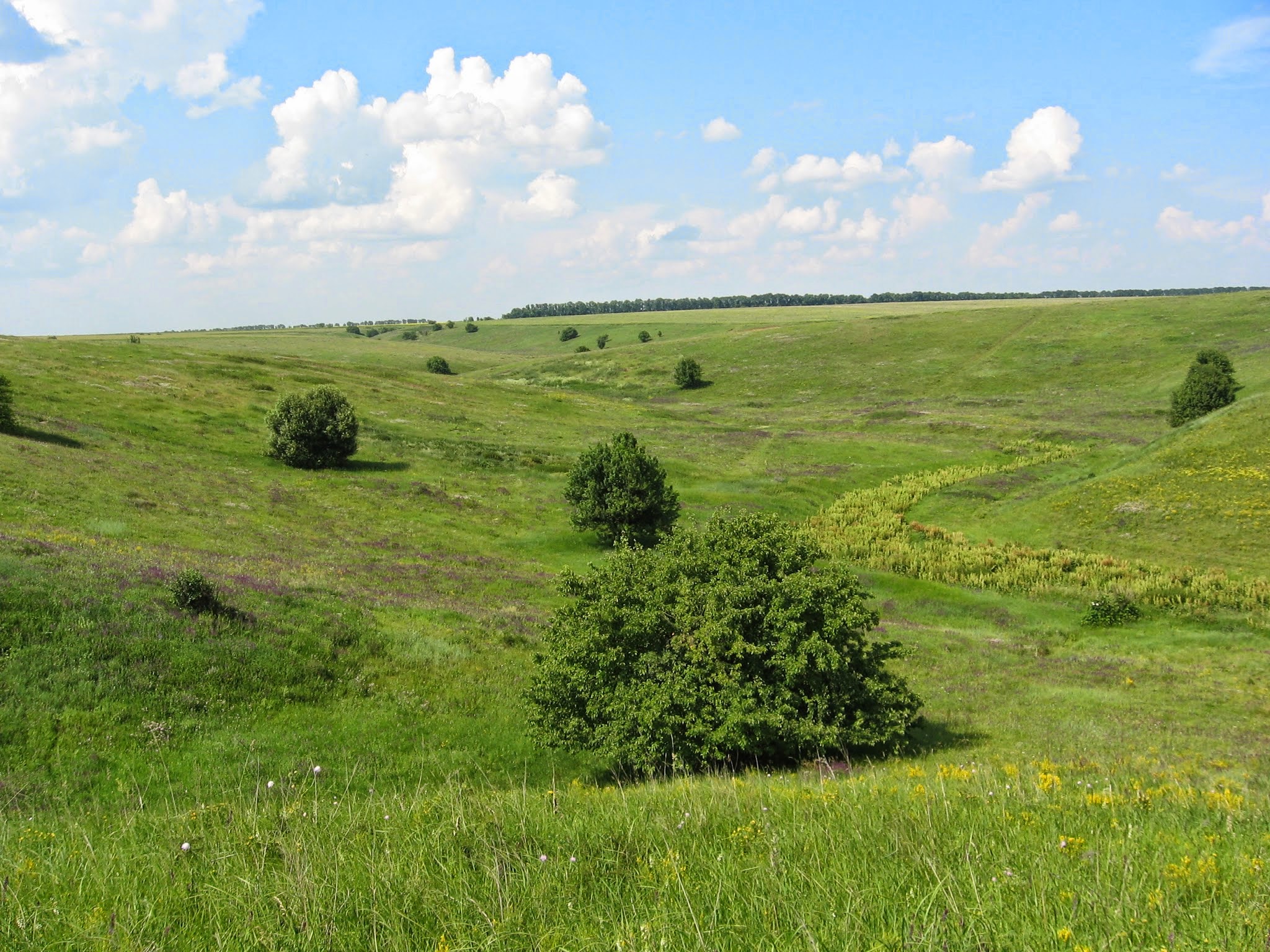 Печенізьке поле (Харківська обл.)